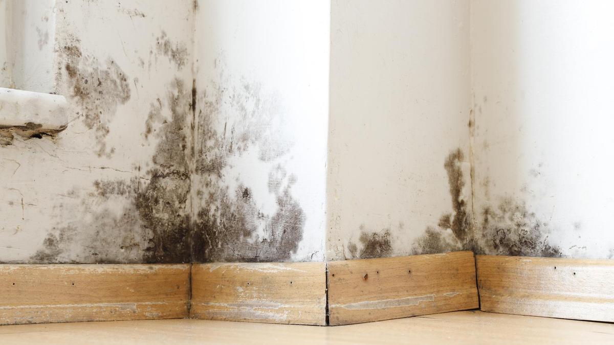 Auf Wiedersehen, Feuchtigkeit und schwarze Flecken: Diese natürliche Mischung hält Ihre Wände trocken