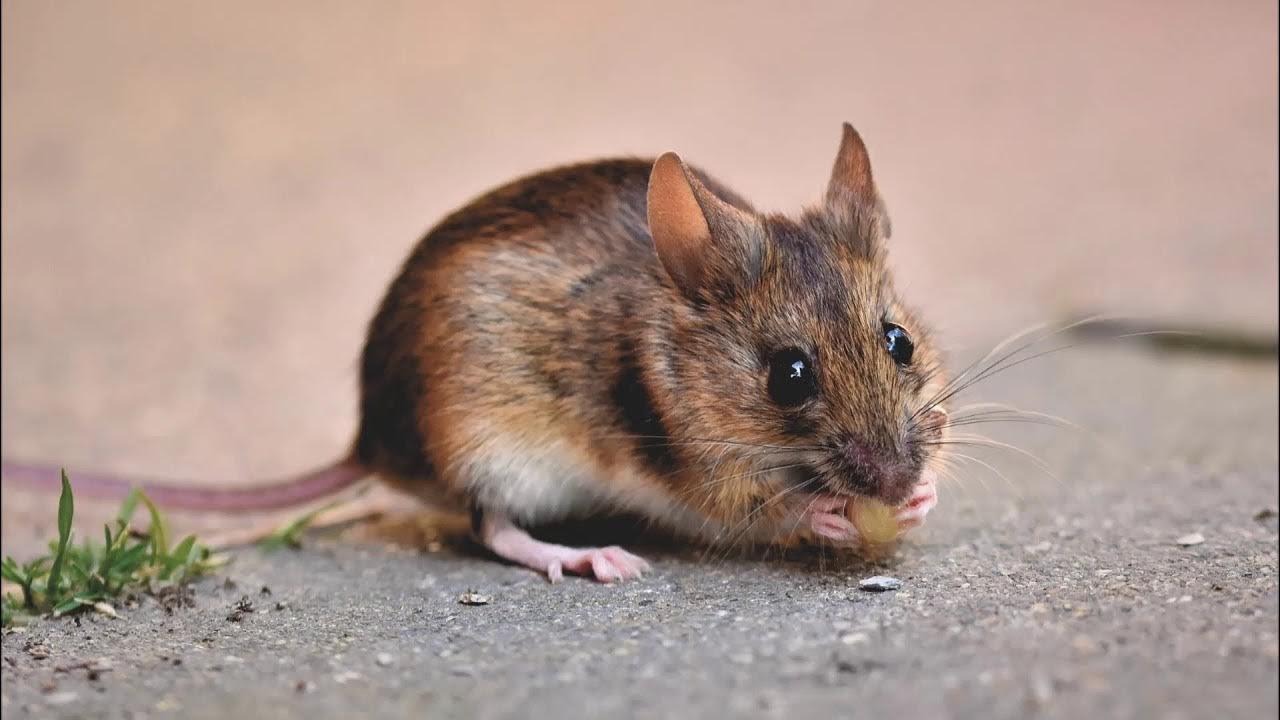 Ein natürliches Mittel gegen Mäuse und Ratten. Diese Gewürzmischung aus der Küche reicht aus