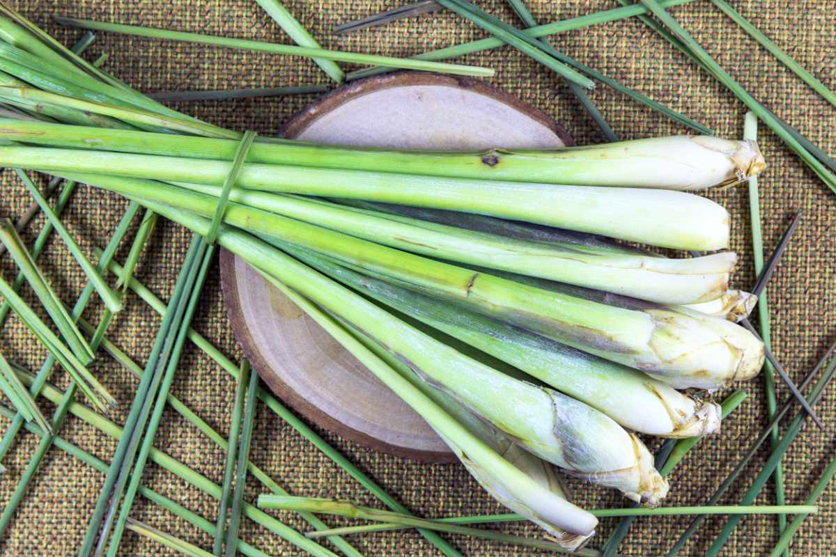 Kakerlaken: Dieses einfache Blatt ist das perfekte Mittel, um sie für immer loszuwerden.