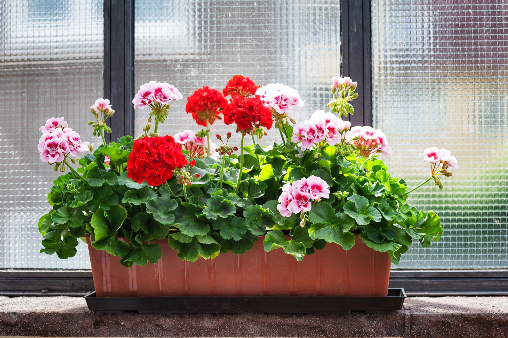 Zögern Sie nicht und holen Sie sie vom Balkon herein. Welche Pflanzen sollten Sie für den Winter ins Haus holen?