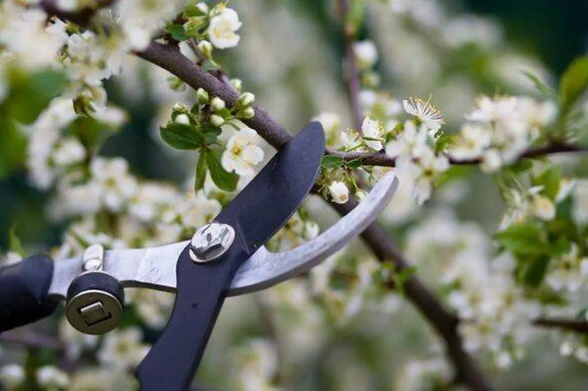 Pflanzen Sie einen Baum in Ihrem Garten, und Rotkehlchen werden das ganze Jahr über zu ihm kommen