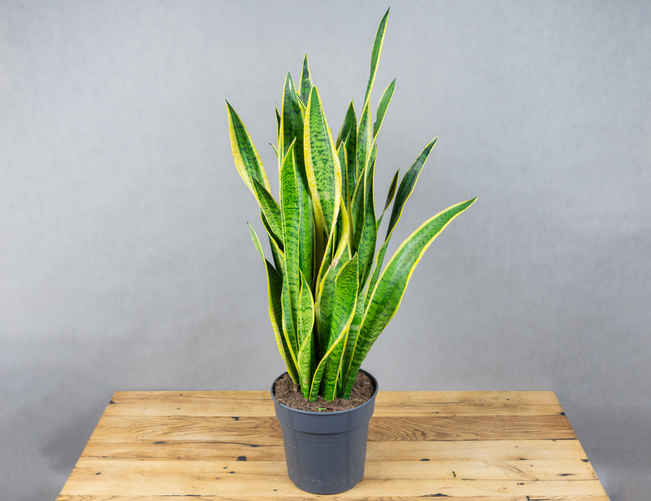 Vergessen Sie elektrische Luftreiniger: Diese Pflanze erledigt diese Aufgabe ganz von alleine.