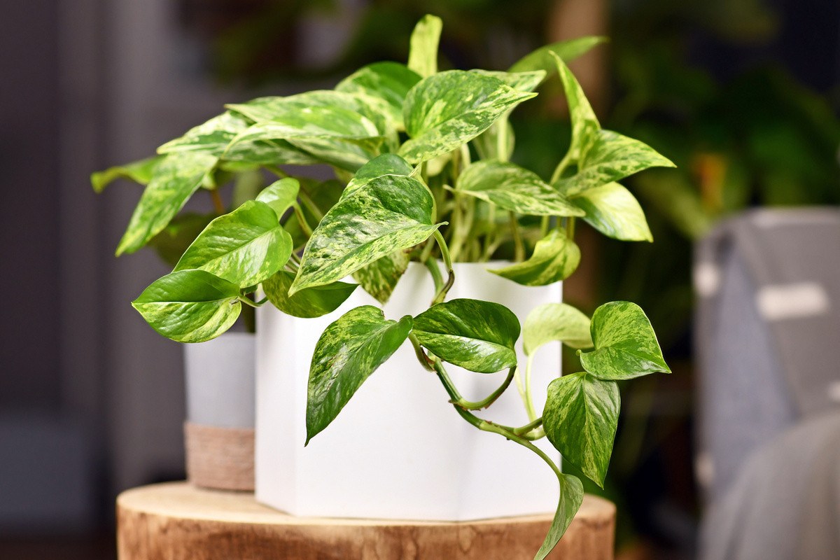 Wo sollte man einen Potus im Haus aufstellen, damit er schneller wächst und große Blätter bekommt?