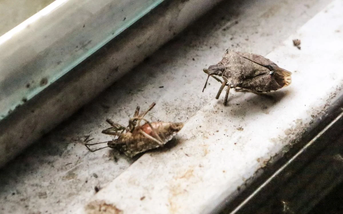 Teufelswanzen: Muss man sich Sorgen machen, wenn diese Insekten im Haus auftauchen?