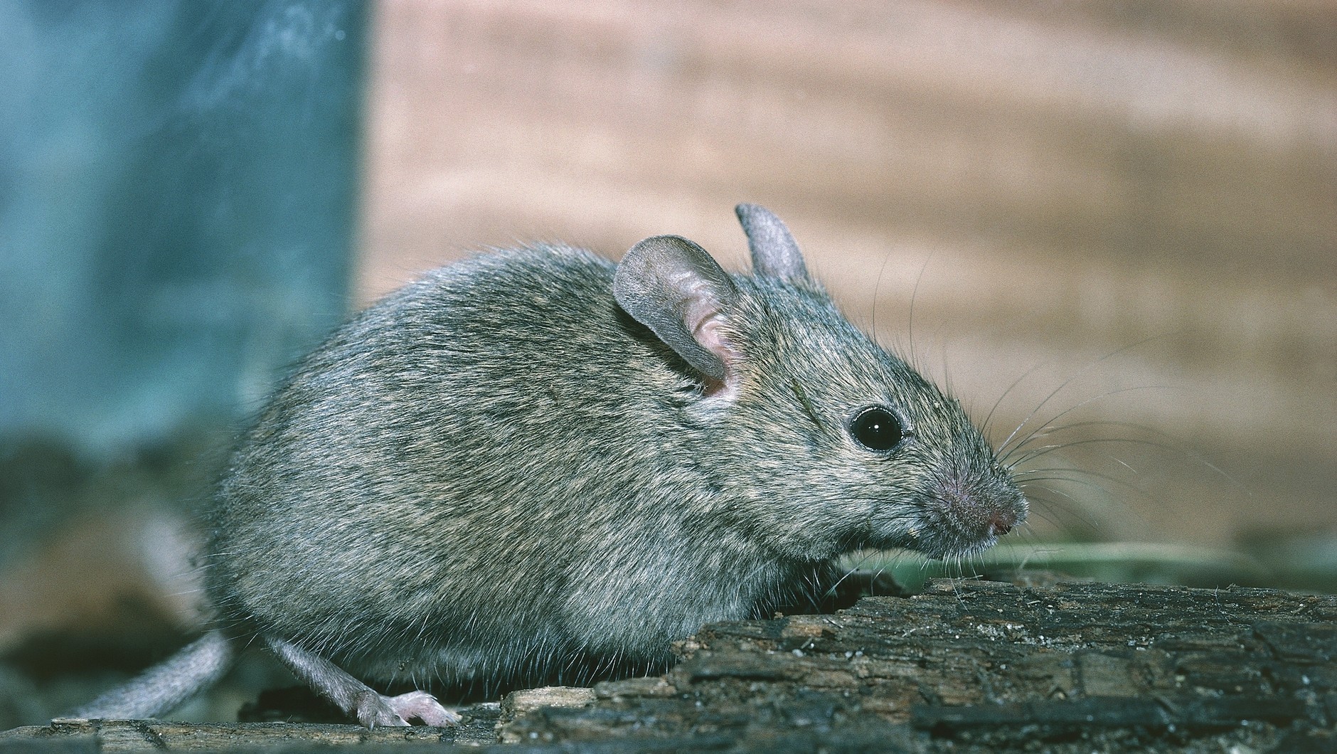 Ein natürliches Mittel gegen Mäuse und Ratten. Diese Gewürzmischung aus der Küche reicht aus