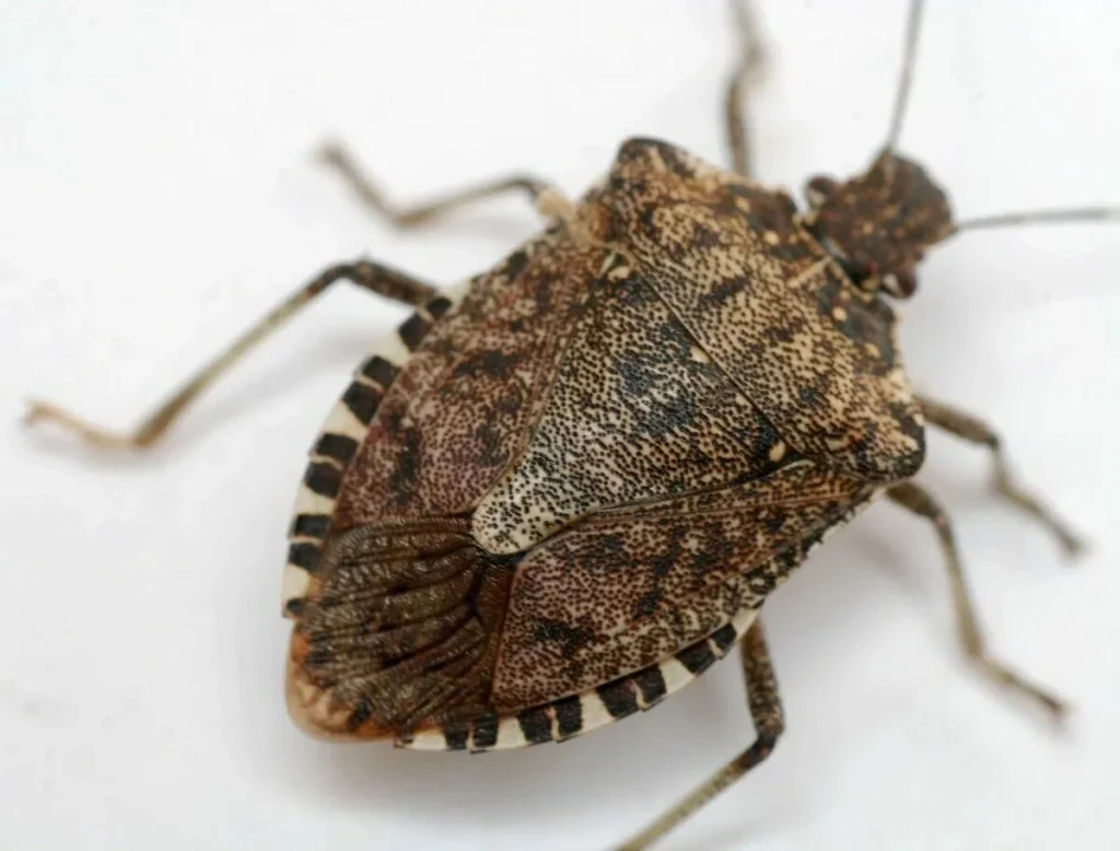 Teufelswanzen: Muss man sich Sorgen machen, wenn diese Insekten im Haus auftauchen?