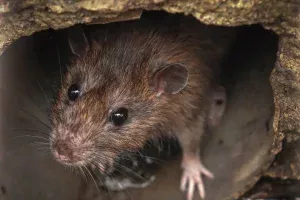 Ratten