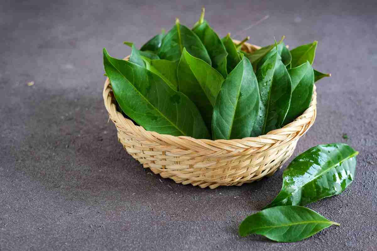 Warum es empfehlenswert ist, Lorbeerblätter mit Backpulver zu mischen, und wozu dies gut ist