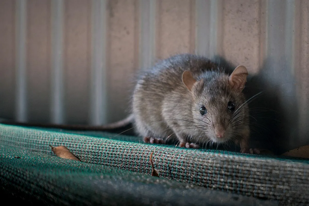 Ratten
