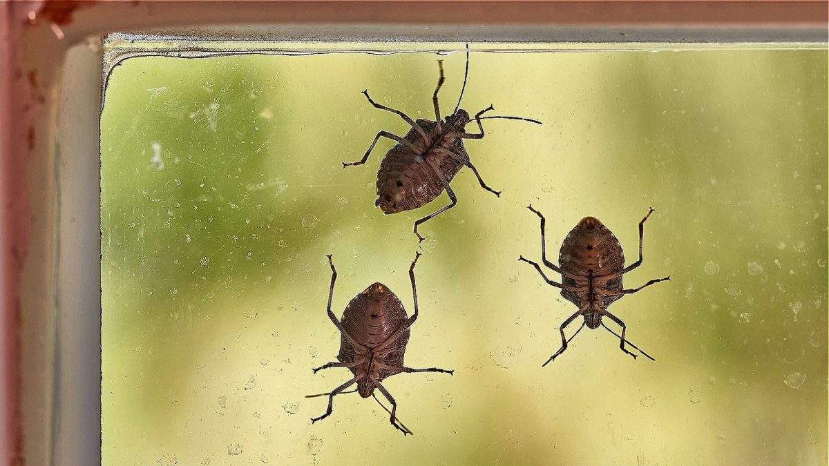 Teufelswanzen: Muss man sich Sorgen machen, wenn diese Insekten im Haus auftauchen?